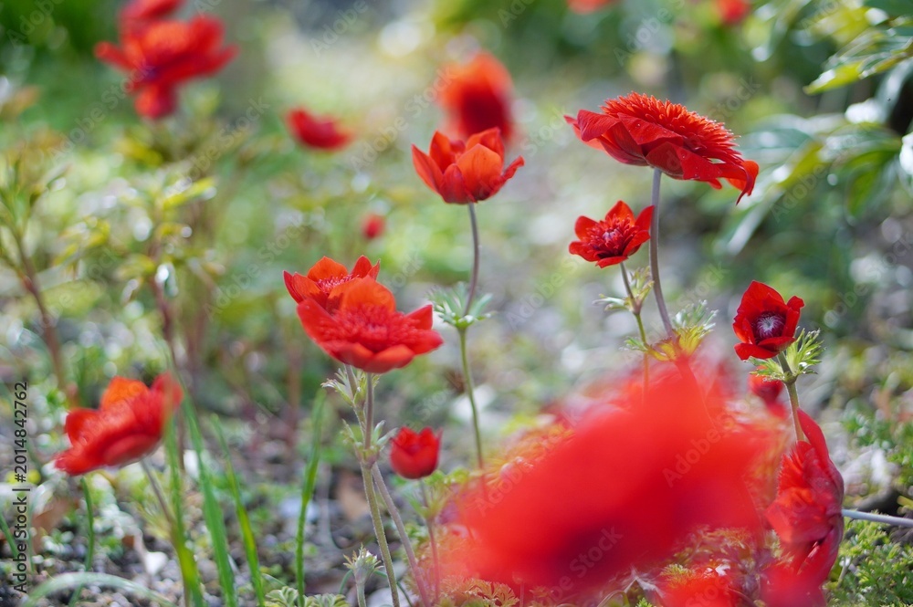 Fototapeta premium red poppy field