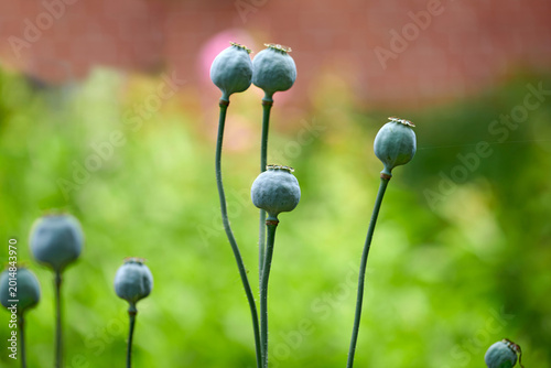 Cuadro en lienzo Plants, pod and blossom with seeds in nature for pollination, botanical growth and germination