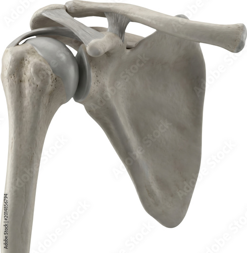 Human shoulder joint anatomy with ligaments isolated on transparent background