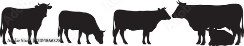 Foto Black cow silhouettes standing and grazing