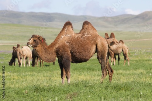 Photos camels in the desert, Gobi desert, Mongolia