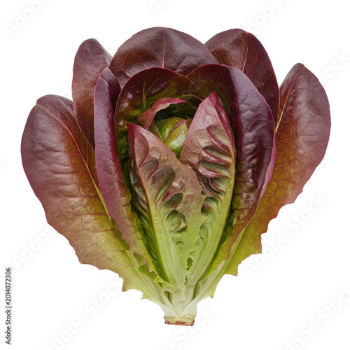A vibrant, perfectly formed cluster of fresh, crisp red butter lettuce, ruffled edges, rich ruby-purplish hues, against a transparent background with copy space, soft studio light, concept of premium