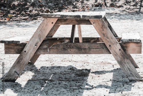 Canvas Print Small squirrel beneath picnic bench