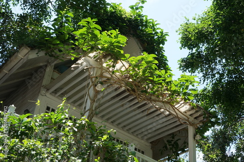 A view of a pergola covered with green plants on a sunny day 