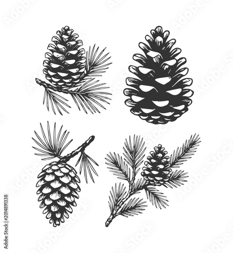 Foto Simple hand drawn pine tree cone sketch, engraved fir tree branch plant illustration