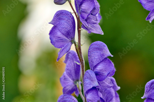Fotografie Spring, botany and purple flowers in nature with blossom, toxic petals and growth in outdoor environment