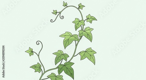 Delicate green climbing vine with small heart shaped leaves.