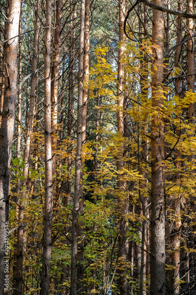 Fototapeta premium Dense forest featuring tall trees with vibrant autumn foliage, showcasing a natural landscape in a serene woodland environment