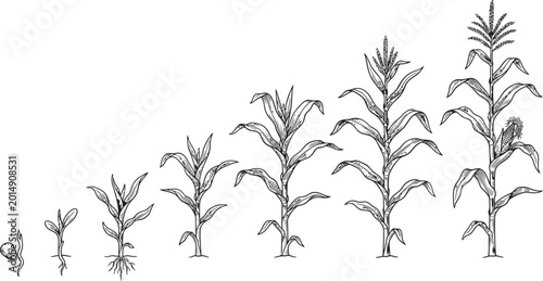 Εκτύπωση καμβά Corn growth stages illustration seedling to mature plant sketch