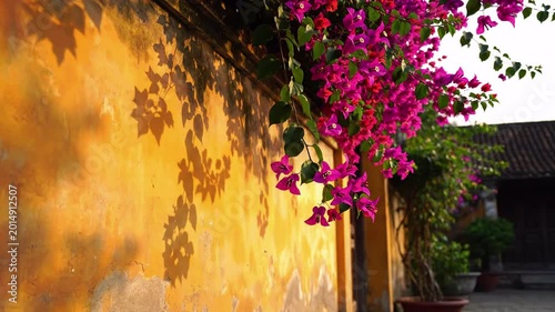 vibrant fuchsia bougainvillea flowers cascading over textured ochre yellow wall with dappled sunlight and leaf shadows, garden exterior detail