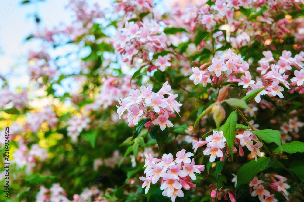 Fototapeta premium Flowers, blossom and spring with plants in nature for growth, pink petals and beauty bush in countryside. Outdoor, bloom and foliage in shrub, sustainability or environment at flora conservation park