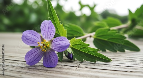 Purple wildflower with green leaves resting on a rustic wooden surface as transparent cutout