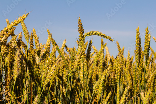 Fotografía Wheat meadow