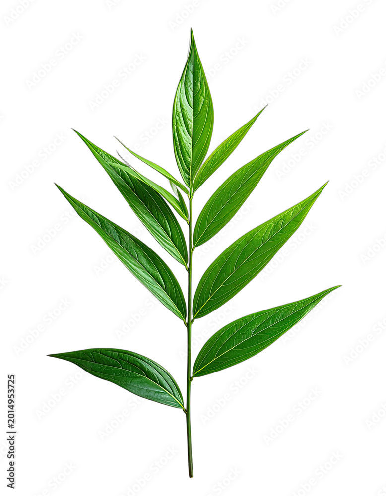 Fototapeta premium A vibrant green leaf branch is strikingly displayed against a solid black background.