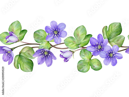 Cuadro en lienzo Watercolor border of purple flowers anemone hepatica, liverwort with green leaves on a flowing stem