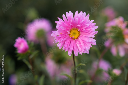 Cuadro en lienzo Pink aster flower stands prominently in bloom, surrounded by a blurred backgroun