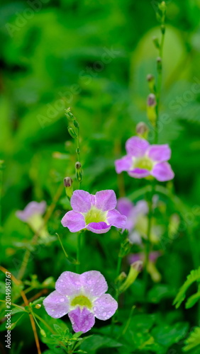 Foto Ganges primrose flowers bloom in clusters at the tips of branches