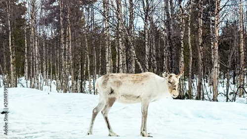Nordic Reindeer Standing on Snow and pine trees behind  in Finnish Lapland