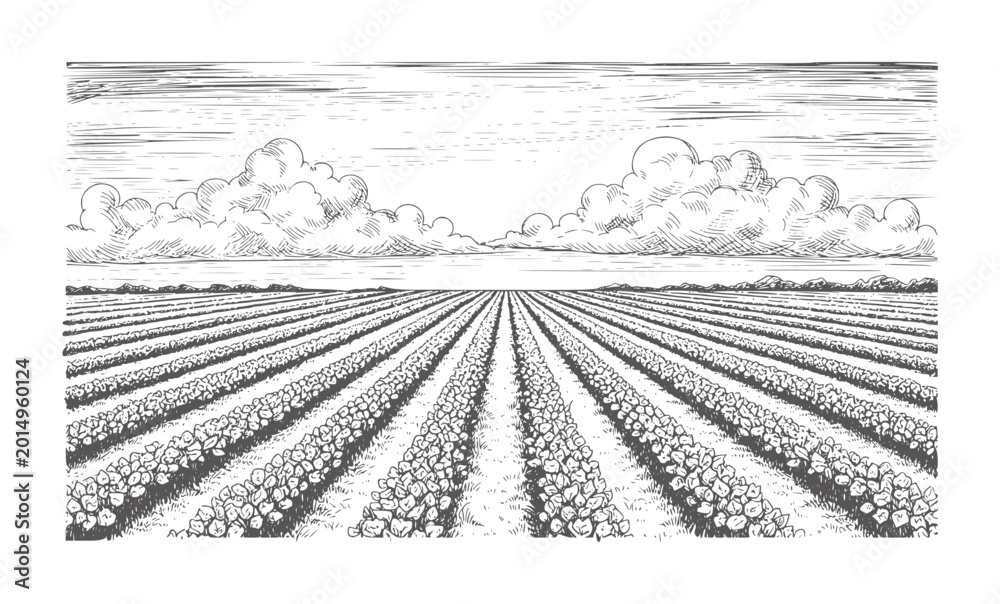 Fototapeta premium Black and white engraving of neatly plowed farmland with cumulus clouds agriculture