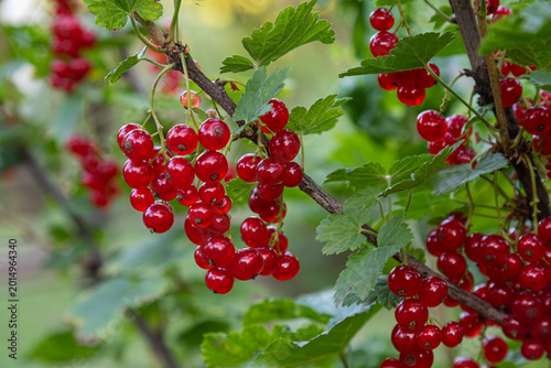 Vibrant red currant clusters hanging from lush green branches in a sunny garden showcasing the beauty of Ribes rubrum in full bloom