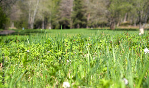 Fresh green grass in a sunny spring forest with bokeh background
