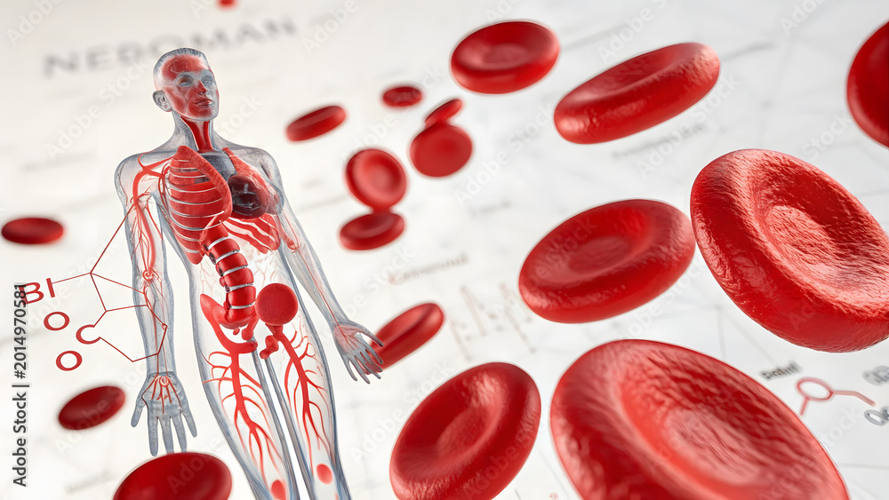Fototapeta premium Anatomy of human body highlighting red blood cells