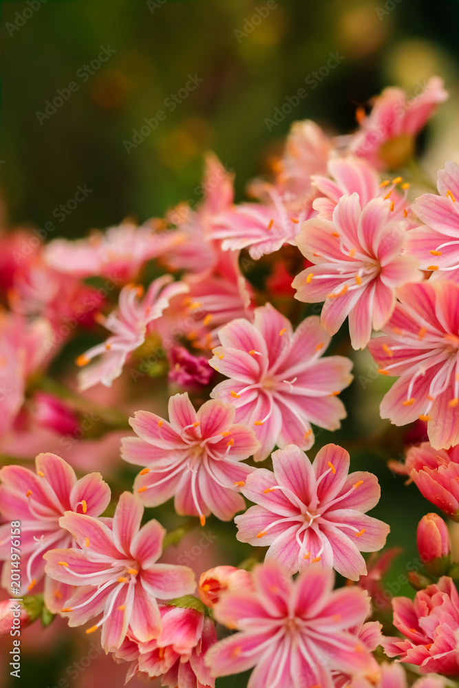 Obraz premium Lewisias (Lewisia cotyledon) also known as Cliff Maids or Siskiyou Lewisia are brightly colored low-growing early summer perennials. They are perfect for rock gardens.