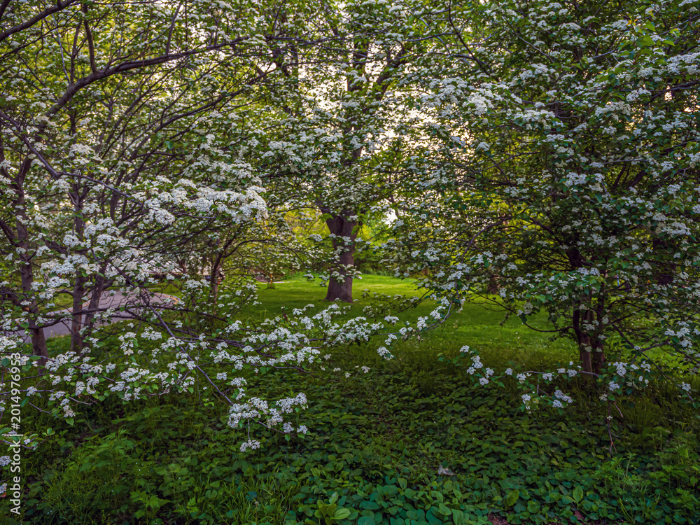 Fototapeta premium Central Park in spring, early morning
