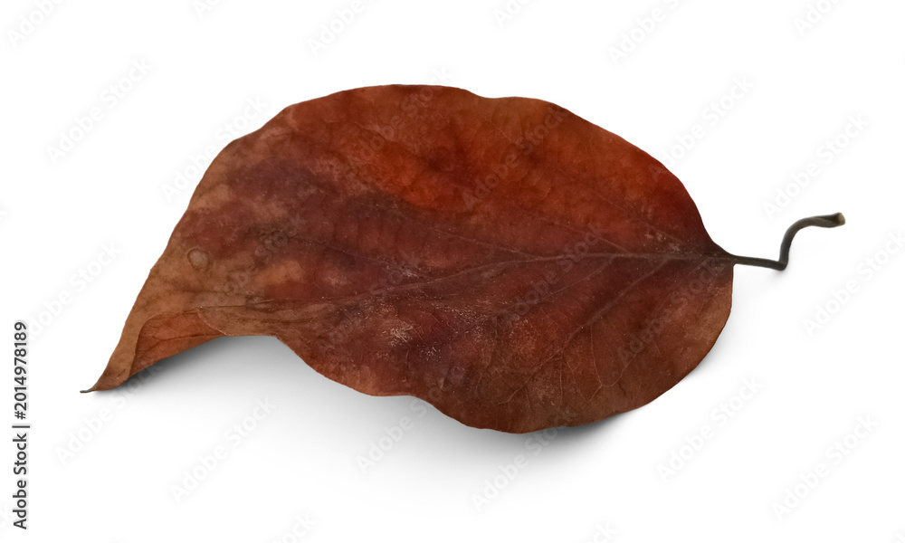 Fototapeta premium Dry leaf png no background