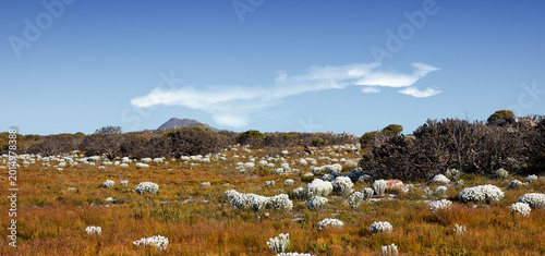 Photos Landscape, botanical and plant bush in nature, natural environment and desert flower with space