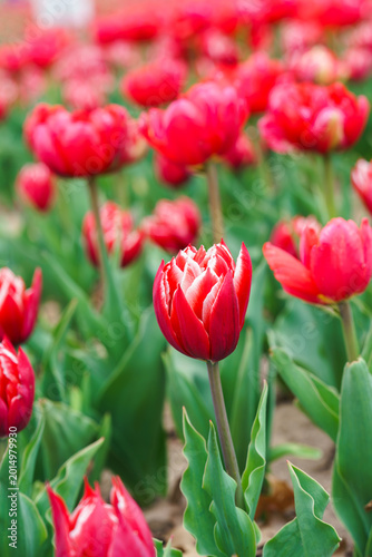 Red peony tulips, Tulipa gesneriana flowers with delicate white edged petals blooming in spring garden or park flowerbed. Nature floral background. Plant breeding, gardening, ornamental plant