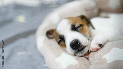Fotografie A heartwarming close-up of an adorable puppy sleeping peacefully in a cozy bed