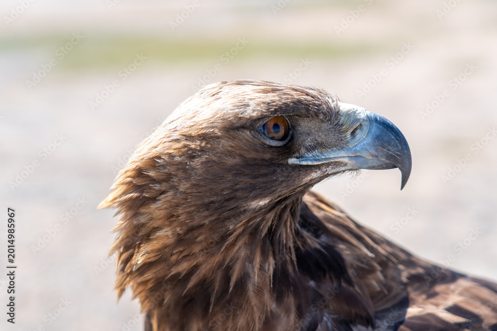 Obraz premium eagle close up