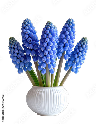 A vibrant bouquet of blue grape hyacinths is elegantly displayed in a white ceramic vase against a stark black background.