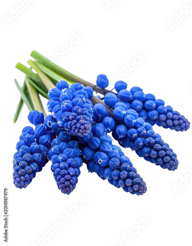 A vibrant cluster of blue grape hyacinths stands out against a stark black background.