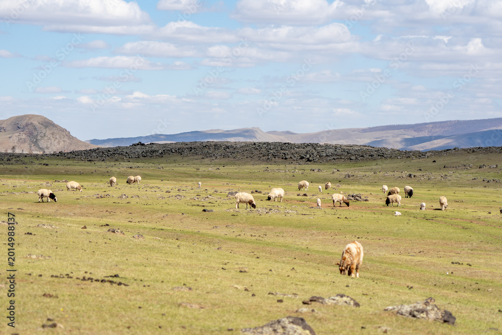 Obraz premium sheep flock