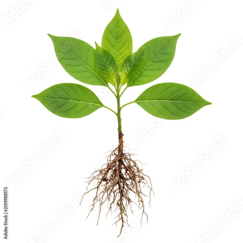 Young green plant with roots growing from soil isolated on white background