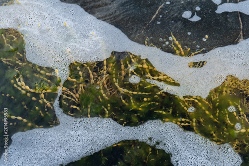 Fotografie Close-up of green seaweed beneath shallow ocean water and sea foam on coastal rock formations