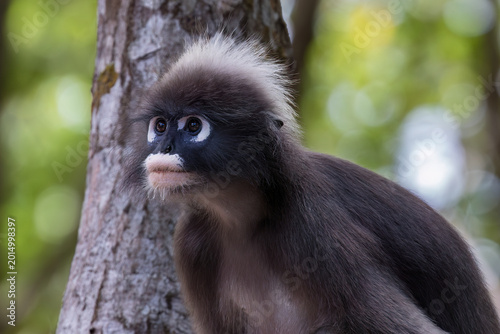 Photography Dusky leaf monkey (Trachypithecus obscurus), also called spectacled langur