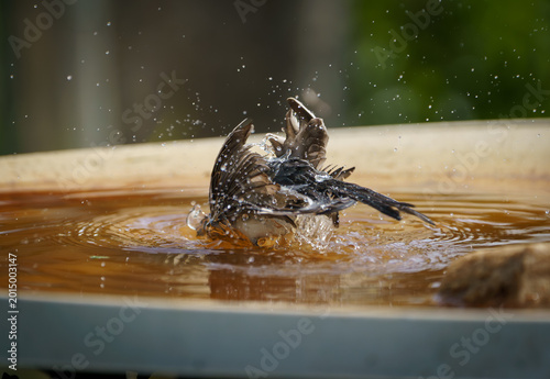 Принти на полотні White Wagtail (Motacilla alba) bathing and preening at garden bird bath
