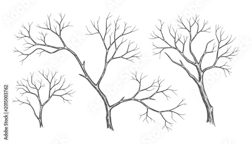 Four bare tree branches with intricate twig patterns hand drawn in dark gray winter