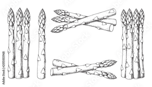 Slika na platnu Hand drawn asparagus stalks arranged in groups and crossed vegetable food monoch