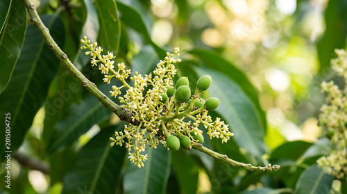 Mango flowers and young fruits