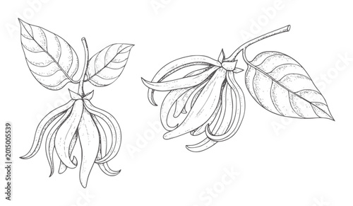 Hand drawn ylang flowers and leaves botanical nature plant