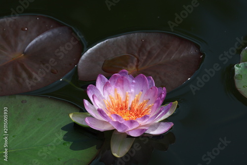 Fényképezés Queen Sirikit Lotus is a new hybrid lotus variety that is beautiful and rare
