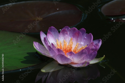 Fényképezés Queen Sirikit Lotus is a new hybrid lotus variety that is beautiful and rare