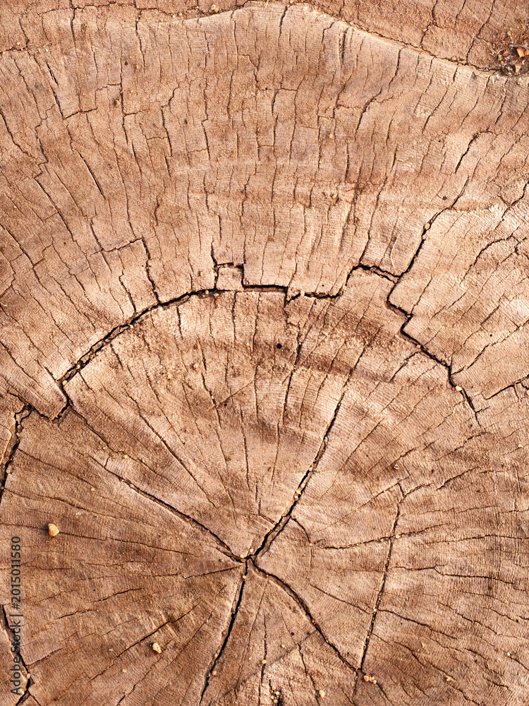 Fototapeta premium Natural Tree Trunk Cross Section Texture