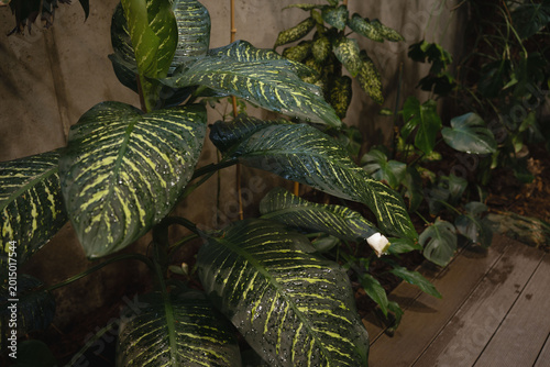 Εκτύπωση καμβά close-up of large glossy variegated tropical leaves streaked with yellow-green a