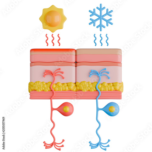 Skin Thermoreceptor Sensory Neurons Detecting Heat And Cold Temperature 3D Illustration.