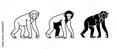 Photos Chimpanzee Evolution Vector Icons, Primate Stages, Human Ancestor Line Art